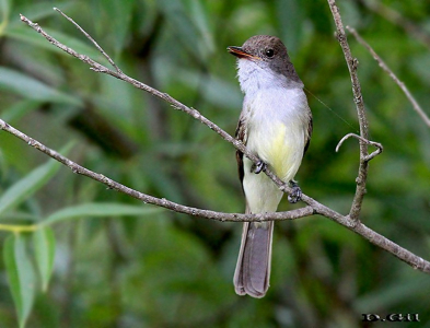 BURLISTO COMÚN (Myiarchus swainsoni)  - Monte en Arroyo Mendoza-FLORIDA (Diciembre 2012)